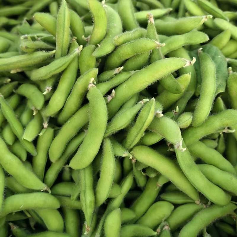 抚鲜3号毛豆种子早熟高产大荚菜豆种籽农家春夏季四季播鲜食