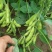 抚鲜3号毛豆种子早熟高产大荚菜豆种籽农家春夏季四季播鲜食