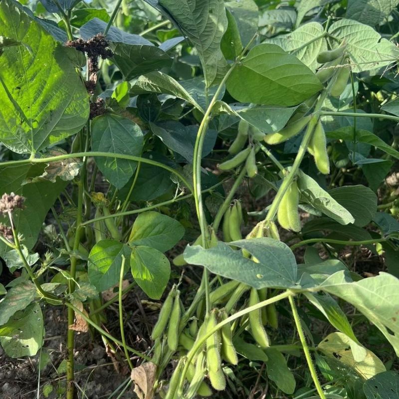 抚鲜3号毛豆种子早熟高产大荚菜豆种籽农家春夏季四季播鲜食