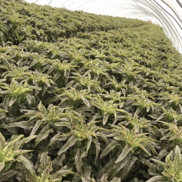 自种300亩莴苣大批量上市红叶莴苣