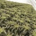 自种300亩莴苣大批量上市红叶莴苣