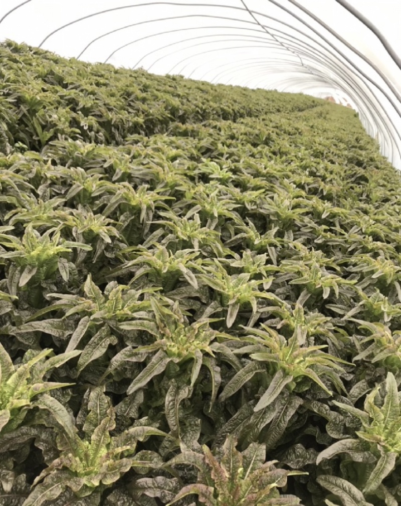 自种300亩莴苣大批量上市红叶莴苣