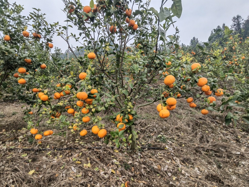云南文山麻栗坡高山沃柑成熟了，价格只要一块多