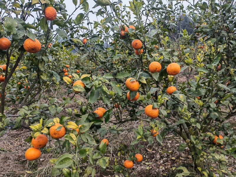 云南文山麻栗坡高山沃柑成熟了，价格只要一块多