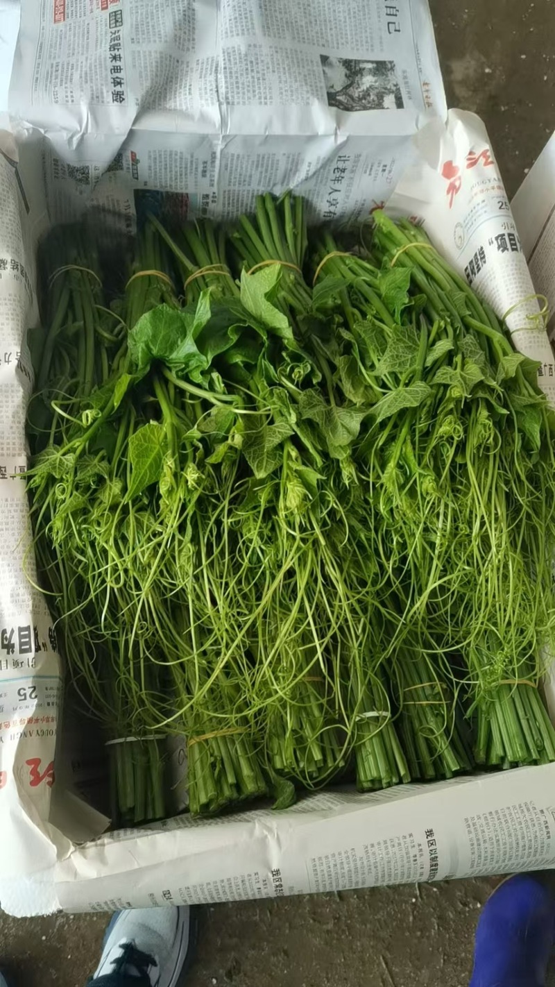 龙须菜佛手瓜尖一手货源一件17斤北方机场185左右
