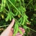 苏奎1号早熟毛豆种子65-70天早黄豆大青豆鲜食型