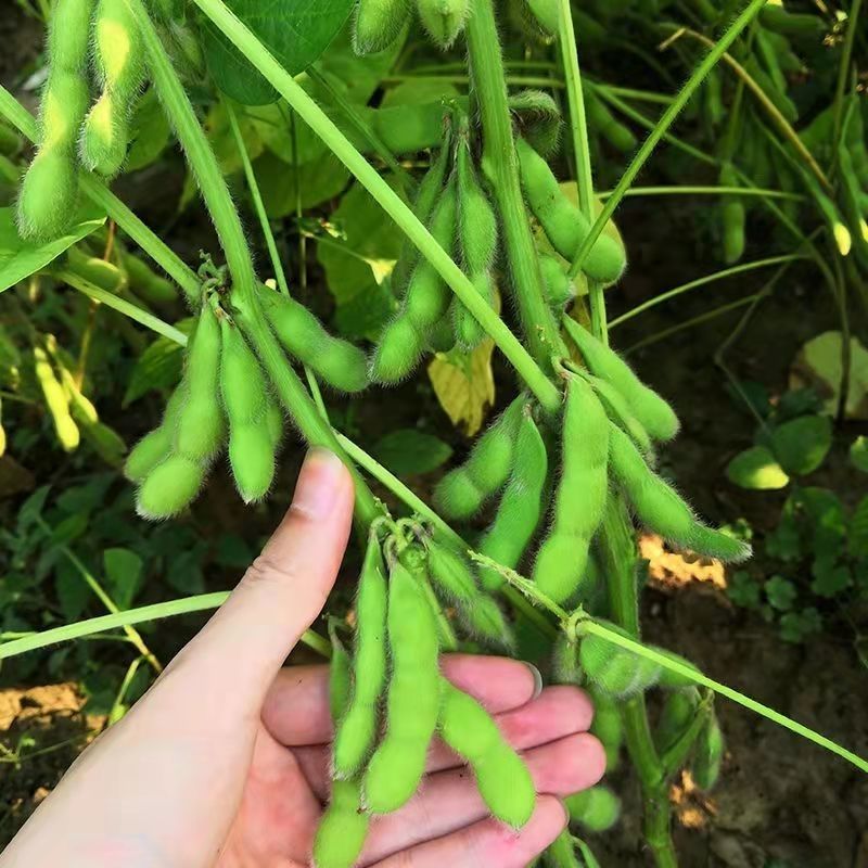 苏奎1号早熟毛豆种子65-70天早黄豆大青豆鲜食型