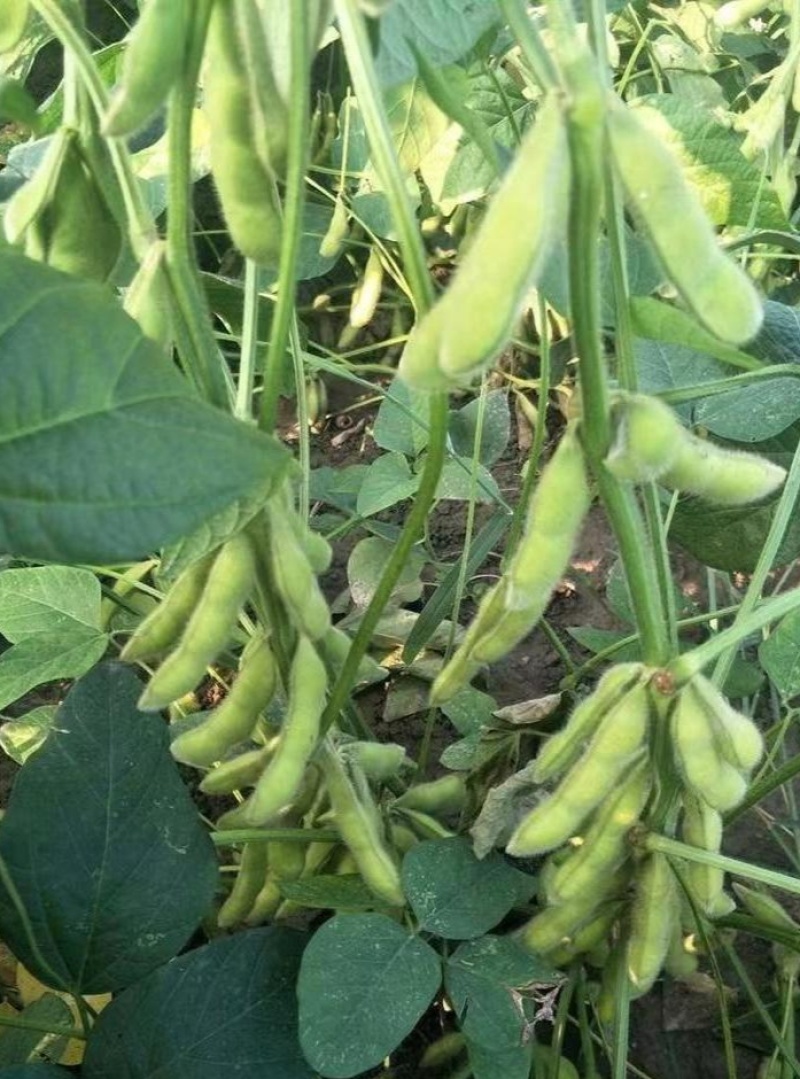 苏奎1号早熟毛豆种子65-70天早黄豆大青豆鲜食型