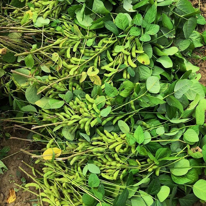 苏奎1号早熟毛豆种子65-70天早黄豆大青豆鲜食型