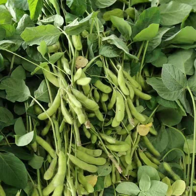 苏奎1号早熟毛豆种子65-70天早黄豆大青豆鲜食型
