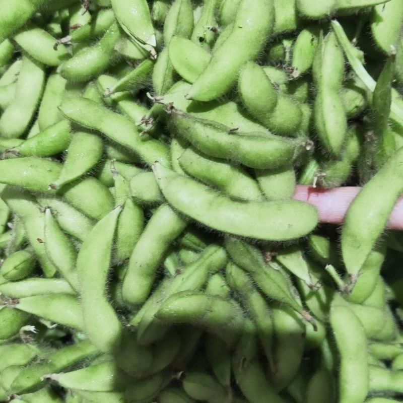 苏奎1号早熟毛豆种子65-70天早黄豆大青豆鲜食型