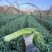 云南白帽蒜苔白帽蒜薹基地直供新鲜好货天天有货