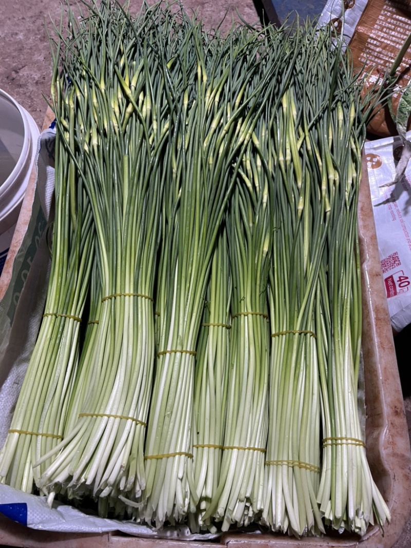 云南白帽蒜苔白帽蒜薹基地直供新鲜好货天天有货