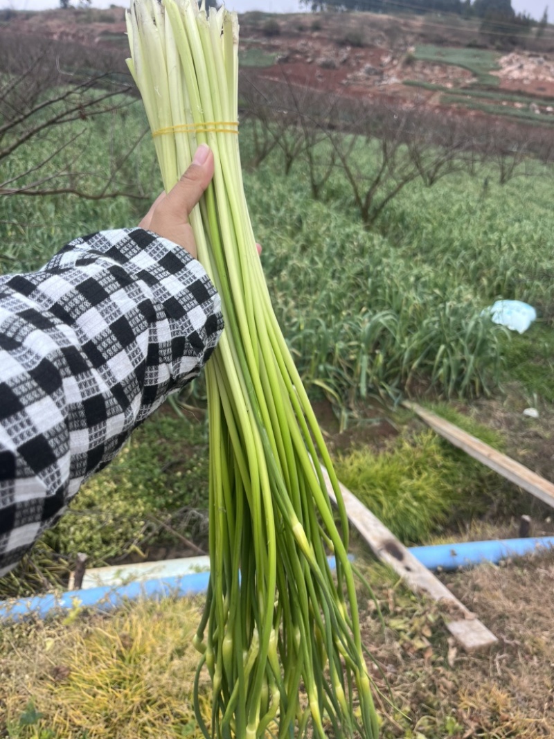 云南白帽蒜苔白帽蒜薹基地直供新鲜好货天天有货