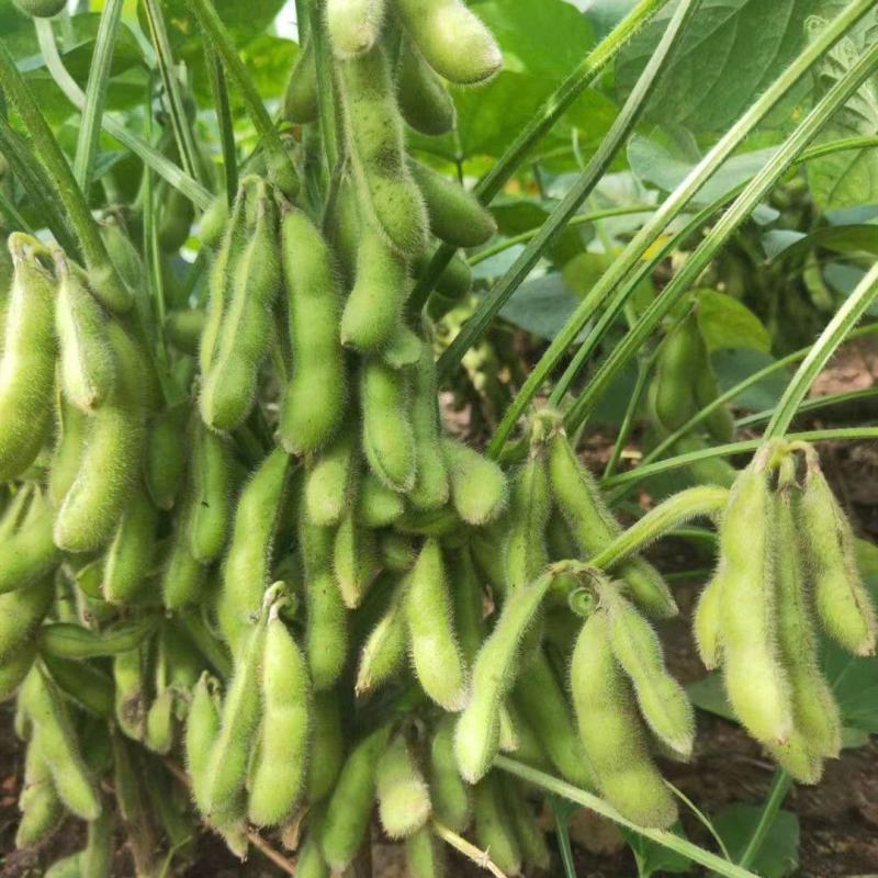 开科源5号毛豆种子大荚四季青黄豆鲜食早熟高产菜毛豆蔬菜种