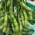开科源5号毛豆种子大荚四季青黄豆鲜食早熟高产菜毛豆蔬菜种