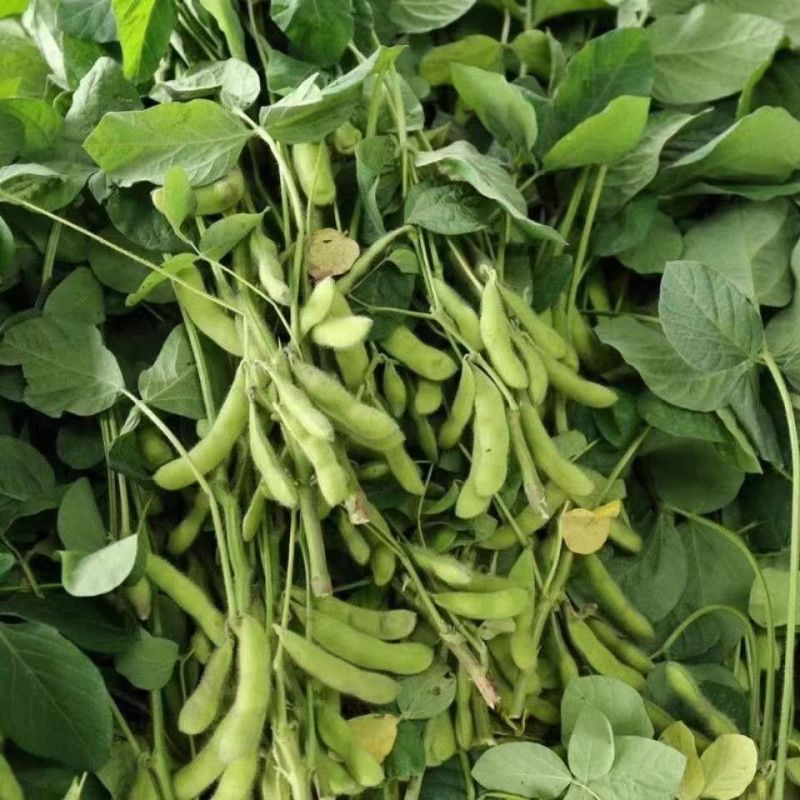 开科源5号毛豆种子大荚四季青黄豆鲜食早熟高产菜毛豆蔬菜种