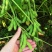 开科源5号毛豆种子大荚四季青黄豆鲜食早熟高产菜毛豆蔬菜种