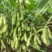 开科源5号毛豆种子大荚四季青黄豆鲜食早熟高产菜毛豆蔬菜种