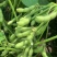 开科源5号毛豆种子大荚四季青黄豆鲜食早熟高产菜毛豆蔬菜种