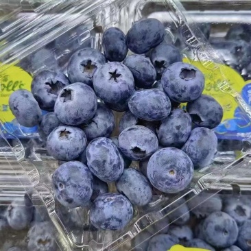 蓝莓l25全甜无酸大量现货产地直发品质保证一手货源