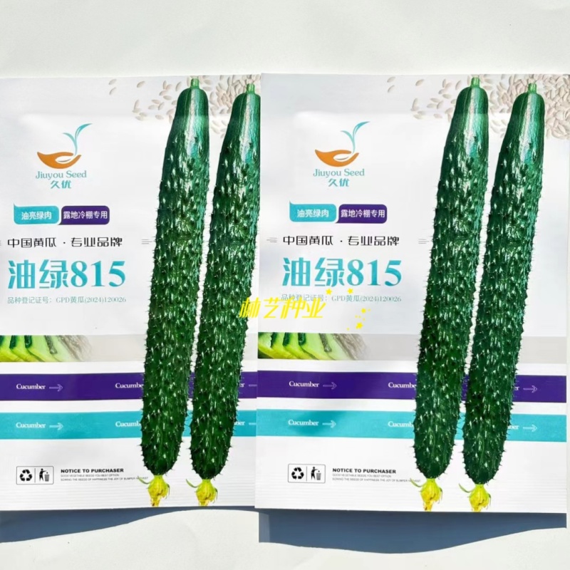 油绿815黄瓜种子瓜条油亮瓜条顺直短把密刺抗高温春夏秋播