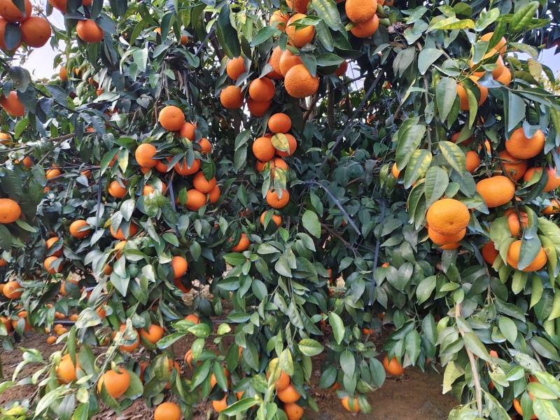 沃柑，茂谷柑