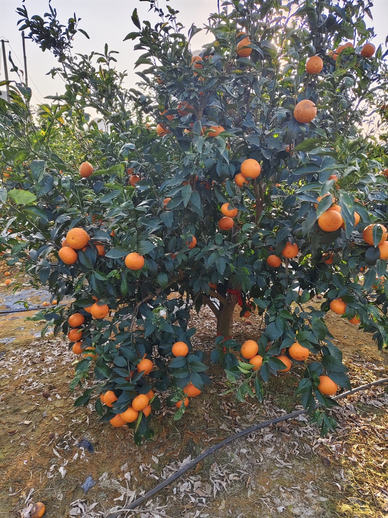 沃柑，茂谷柑
