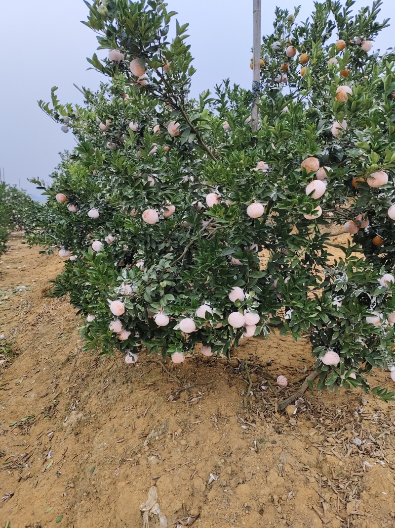 沃柑，茂谷柑
