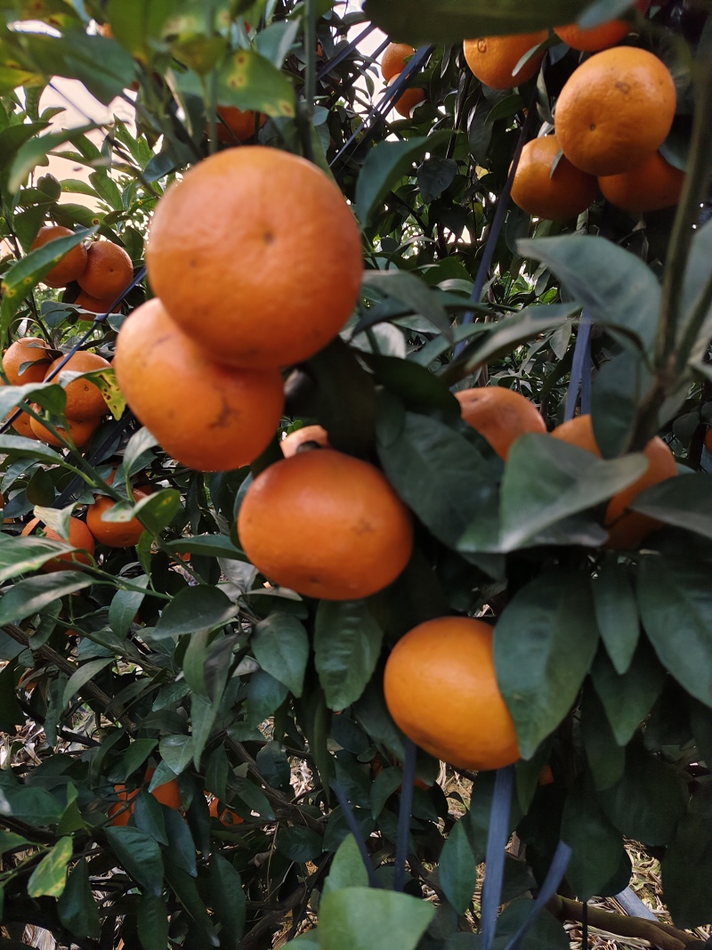 沃柑，茂谷柑