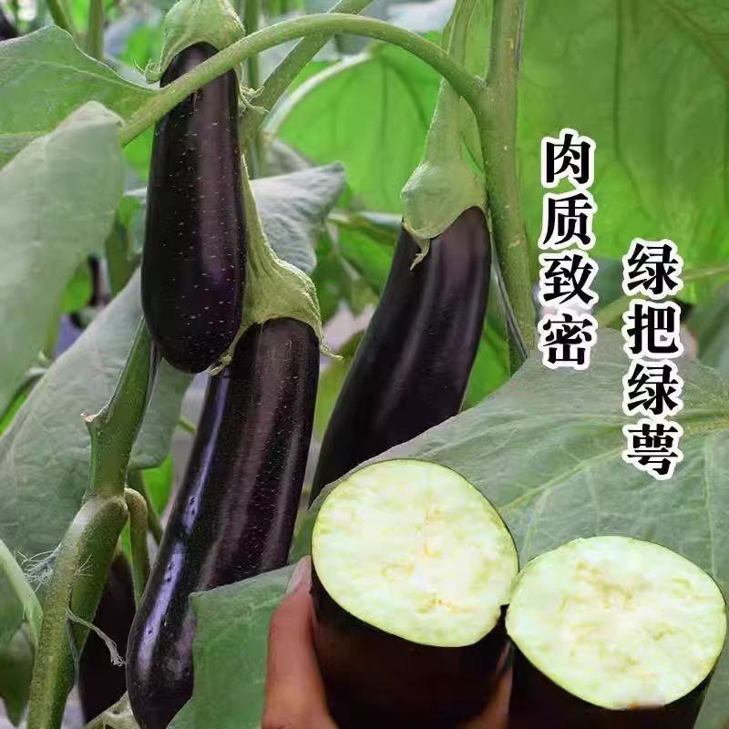 天星北斗瑞星茄子种子绿萼长茄特早熟粗棒型长茄