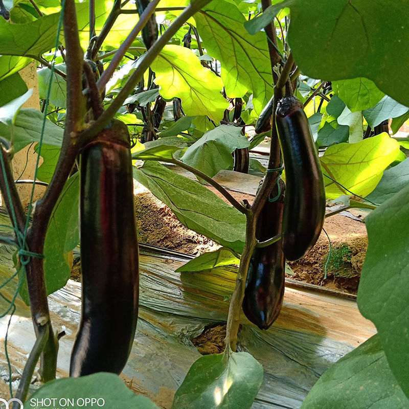 天星北斗瑞星茄子种子绿萼长茄特早熟粗棒型长茄