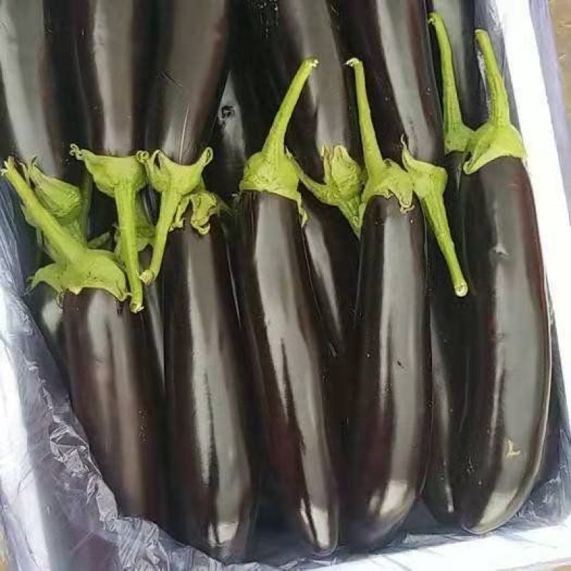 天星北斗瑞星茄子种子绿萼长茄特早熟粗棒型长茄