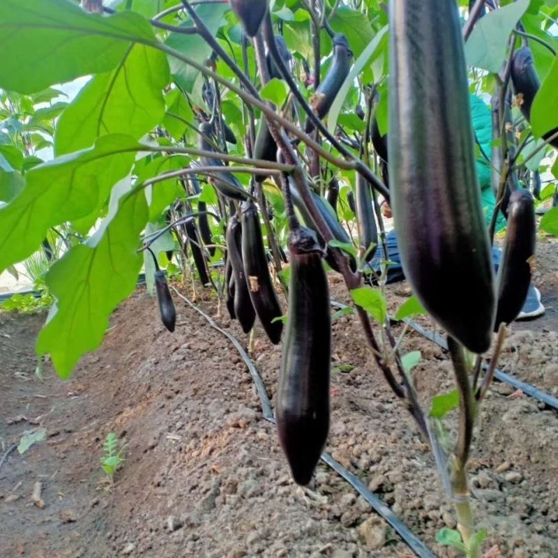 天星北斗瑞星茄子种子绿萼长茄特早熟粗棒型长茄