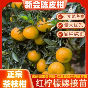 正宗陈皮柑苗茶枝柑柠檬头枮木基地现挖现发大红柑小青柑