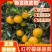 正宗陈皮柑苗茶枝柑柠檬头枮木基地现挖现发大红柑小青柑