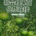 正宗陈皮柑苗茶枝柑柠檬头枮木基地现挖现发大红柑小青柑