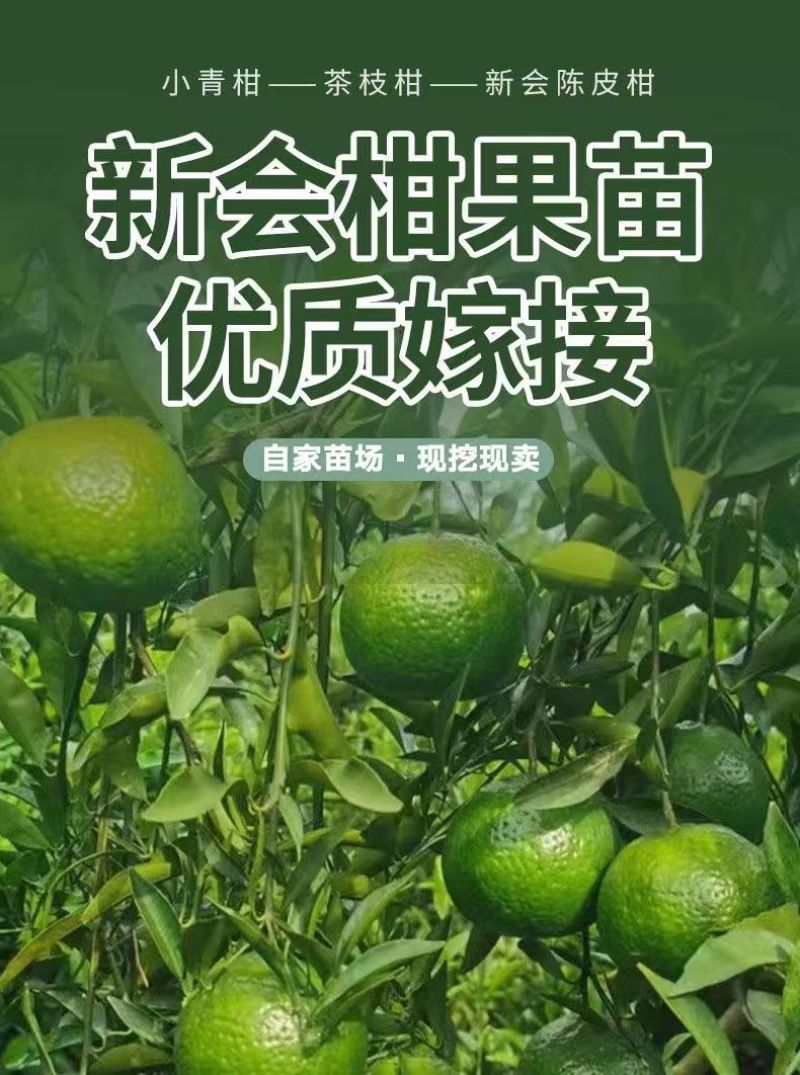 正宗陈皮柑苗茶枝柑柠檬头枮木基地现挖现发大红柑小青柑