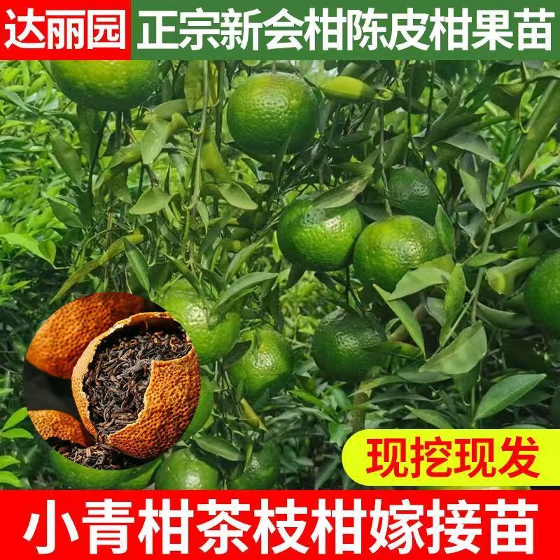 正宗陈皮柑苗茶枝柑柠檬头枮木基地现挖现发大红柑小青柑