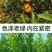 正宗陈皮柑苗茶枝柑柠檬头枮木基地现挖现发大红柑小青柑