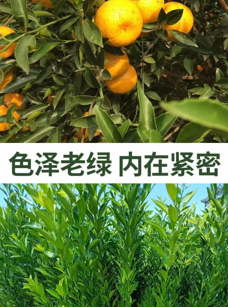 正宗陈皮柑苗茶枝柑柠檬头枮木基地现挖现发大红柑小青柑
