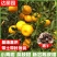正宗陈皮柑苗茶枝柑柠檬头枮木基地现挖现发大红柑小青柑
