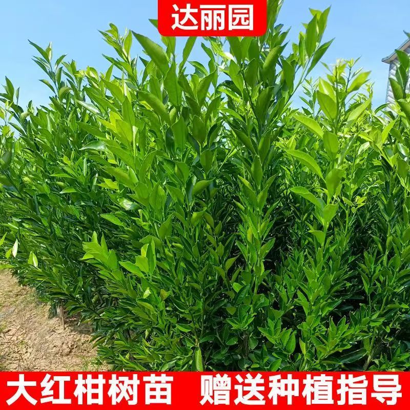 正宗陈皮柑苗茶枝柑柠檬头枮木基地现挖现发大红柑小青柑