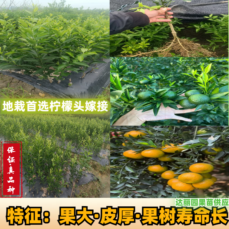 正宗陈皮柑苗茶枝柑柠檬头枮木基地现挖现发大红柑小青柑