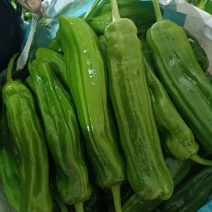 山东省临沂市费县精品芜湖椒一手货源大量新鲜上市全国代发
