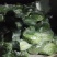 天龙芦蒿