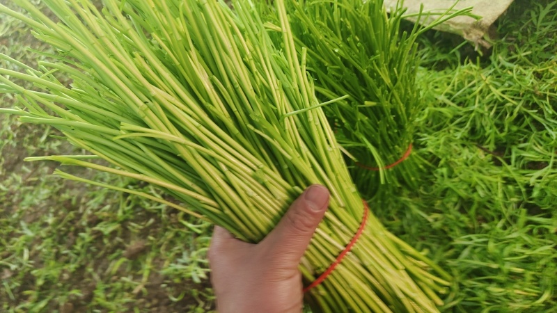 天龙芦蒿