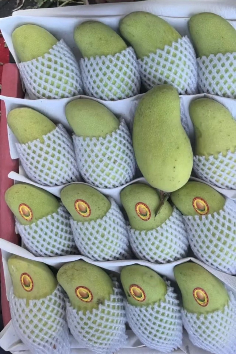海南金煌芒，8两起，个头均匀