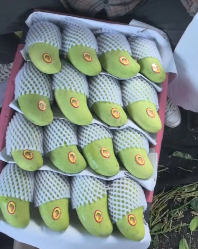 海南金煌芒，8两起，个头均匀