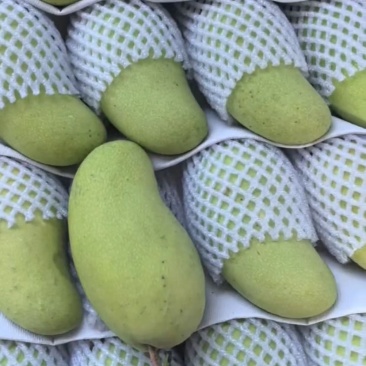 海南金煌芒，8两起，个头均匀